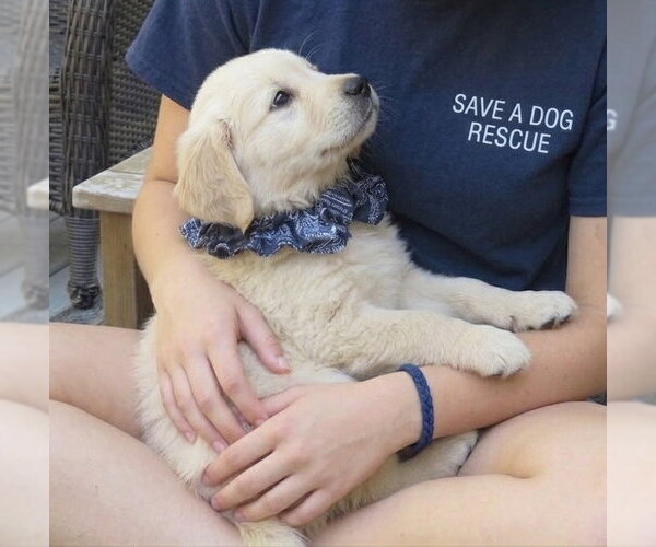 Medium Photo #3 Golden Retriever Puppy For Sale in Grovertown, IN, USA