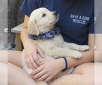 Small #2 Golden Retriever