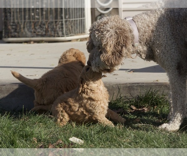 Medium Photo #7 Goldendoodle-Poodle (Standard) Mix Puppy For Sale in EMMETT, ID, USA