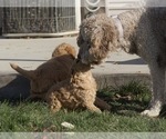 Small Photo #7 Goldendoodle-Poodle (Standard) Mix Puppy For Sale in EMMETT, ID, USA