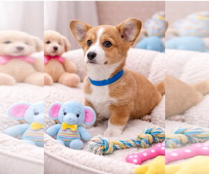 Mutt Dogs for adoption in Bon Carbo, CO, USA