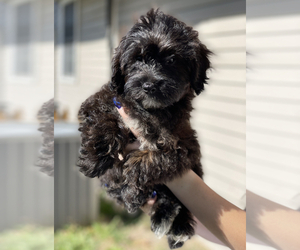 Poodle (Toy)-Yorkshire Terrier Mix Puppy for sale in LEVITTOWN, PA, USA
