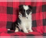 Small Photo #1 Border Collie Puppy For Sale in LAKELAND, FL, USA