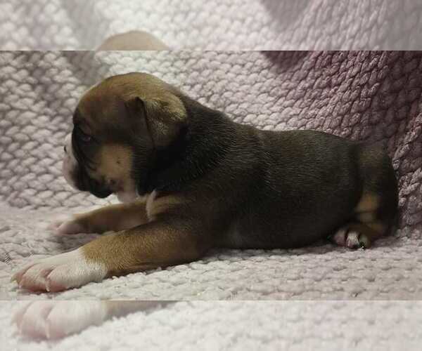 Medium Photo #2 Olde English Bulldogge Puppy For Sale in ATHOL, ID, USA