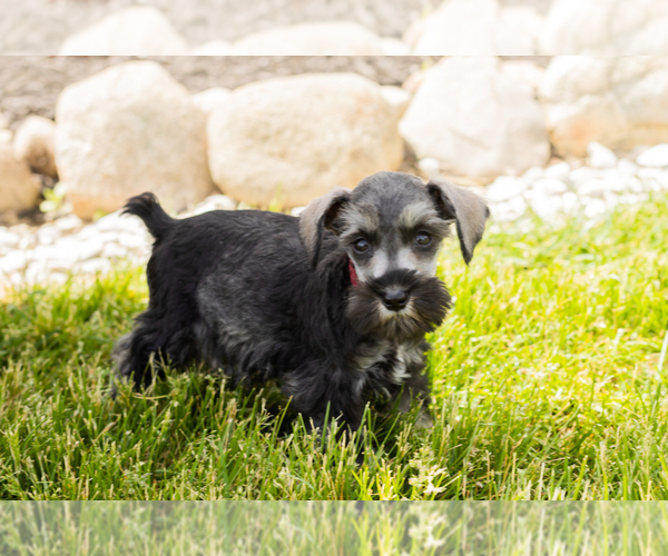 Medium Photo #4 Schnauzer (Miniature) Puppy For Sale in MILLERSBURG, IN, USA