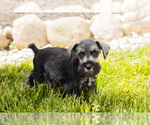 Small Photo #42 Schnauzer (Miniature) Puppy For Sale in MILLERSBURG, IN, USA