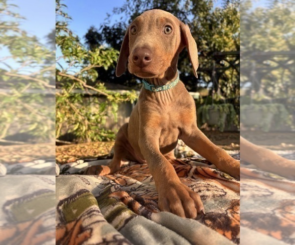 Medium Photo #2 Doberman Pinscher Puppy For Sale in ONTARIO, CA, USA