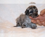 Small #3 Poodle (Toy)