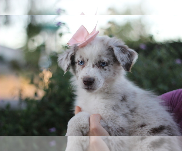 Medium Photo #7 Australian Shepherd Puppy For Sale in MODESTO, CA, USA