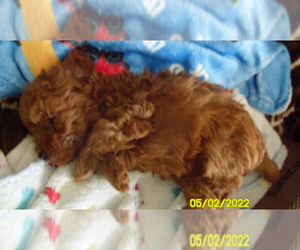 Poodle (Toy) Puppy for sale in DULUTH, GA, USA