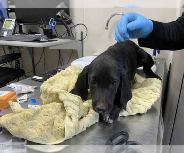 Medium Photo #1 Plott Hound-Unknown Mix Puppy For Sale in Visalia, CA, USA