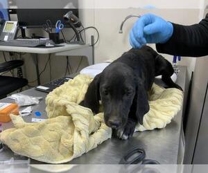 Plott Hound-Unknown Mix Dogs for adoption in Visalia, CA, USA