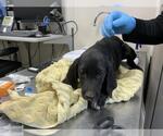Small Plott Hound Mix