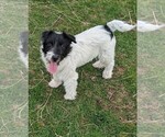 Small #1 Russell Terrier