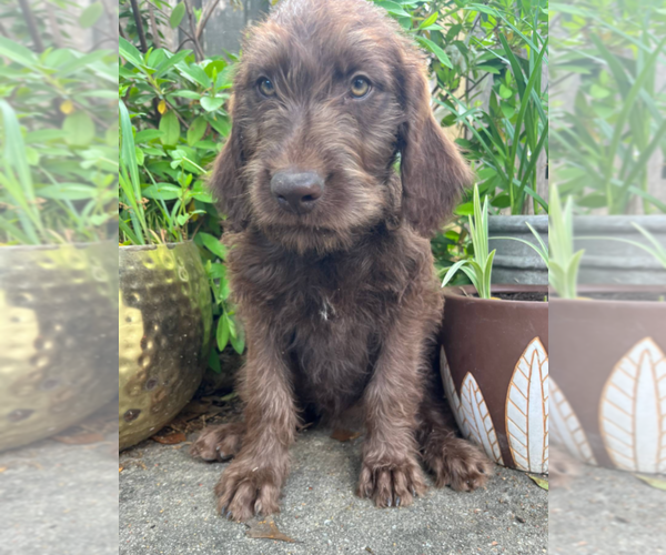 Medium Photo #1 Labradoodle Puppy For Sale in PEMBROKE, GA, USA