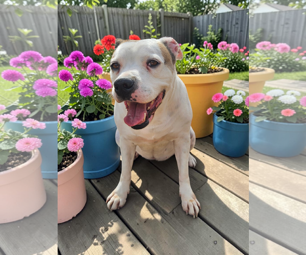 Medium Photo #33 Bullboxer Pit Puppy For Sale in McKinney, TX, USA