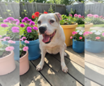 Small #32 Bullboxer Pit