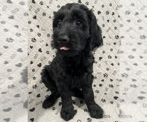 Goldendoodle Litter for sale in CENTURIA, WI, USA