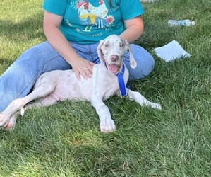 Great Dane Puppy for Sale in SPRAGGS, Pennsylvania USA