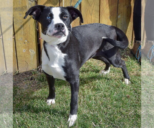 Medium Photo #5 Border Collie-Unknown Mix Puppy For Sale in Huntley, IL, USA