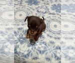 Puppy Puppy 2 Chihuahua