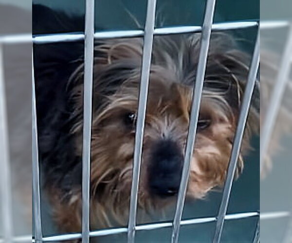 Medium Photo #1 Mutt Puppy For Sale in Pasadena, CA, USA