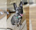 Small #1 American French Bull Terrier
