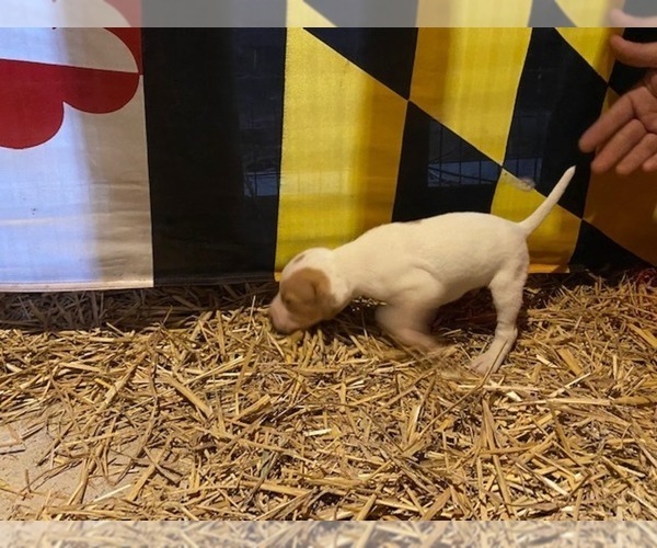 Medium Photo #9 Pointer Puppy For Sale in CENTREVILLE, MD, USA