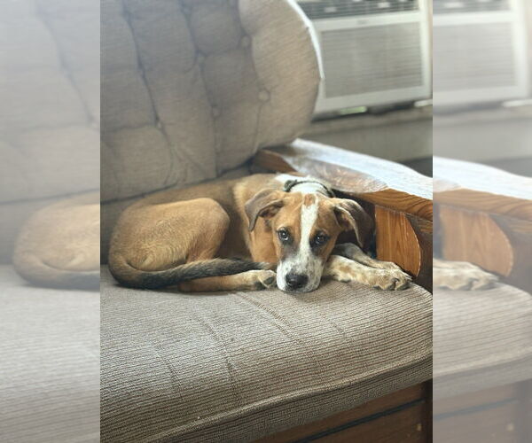 Medium Photo #1 Mutt Puppy For Sale in Evansville, IN, USA