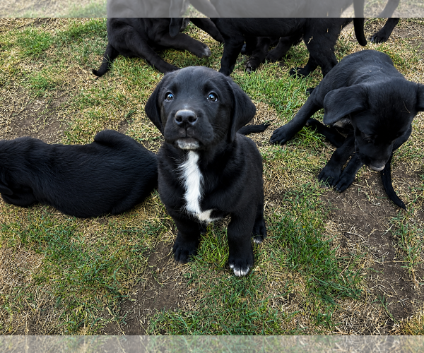Medium Photo #2 Labrador Retriever-Unknown Mix Puppy For Sale in Clovis, CA, USA