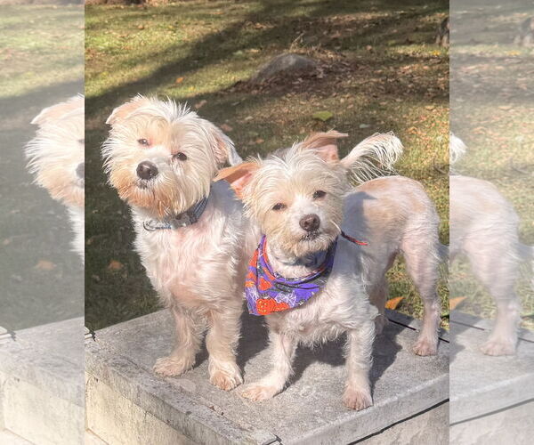 Medium Photo #6 Maltese Puppy For Sale in Pottstown, PA, USA