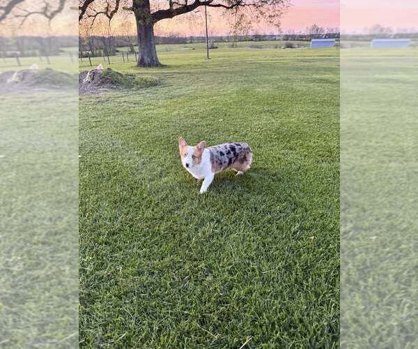 Medium Photo #1 American Corgi Puppy For Sale in WINCHESTER, OH, USA