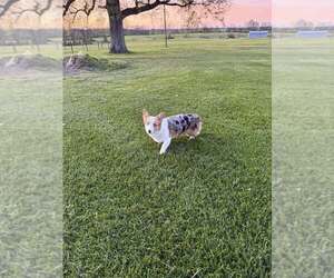 Mother of the American Corgi puppies born on 10/21/2025