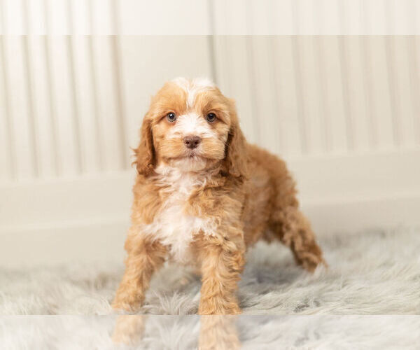 Medium Photo #1 Cockapoo Puppy For Sale in WARSAW, IN, USA