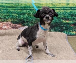 Mutt Dogs for adoption in Moreno Valley, CA, USA