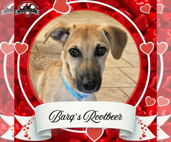 Medium Photo #3 Dachshund-Unknown Mix Puppy For Sale in San Antonio, TX, USA