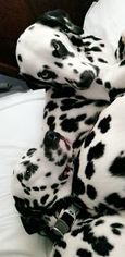 Dalmatian Puppy for sale in PITTSBURGH, PA, USA