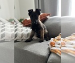Puppy Hot pink Malinois