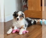 Puppy BMM4 Australian Shepherd