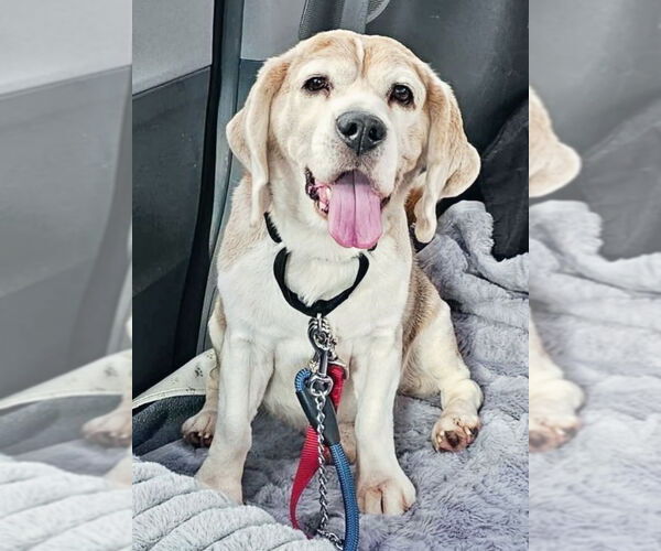 Medium Photo #1 Beagle Puppy For Sale in Chester, NJ, USA