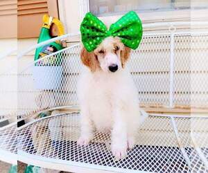 Poodle (Standard) Puppy for sale in HILLSBORO, TX, USA
