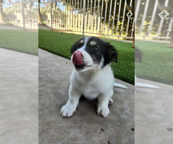 Medium Photo #3 Mutt Puppy For Sale in San Diego, CA, USA