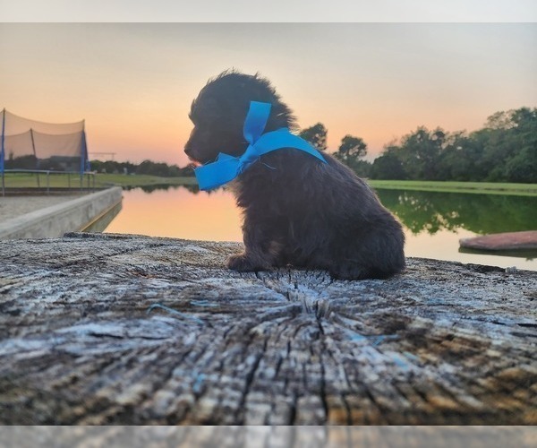 Medium Photo #2 Miniature Australian Shepherd-Poodle (Toy) Mix Puppy For Sale in JONES, OK, USA