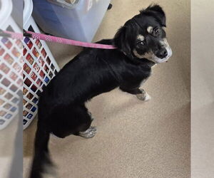 Mutt Dogs for adoption in Decatur, IL, USA