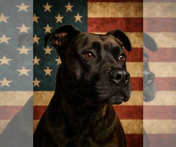 Medium Photo #7 American Pit Bull Terrier-Labrador Retriever Mix Puppy For Sale in Houston, TX, USA