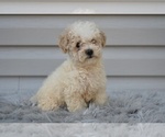 Small #2 Poodle (Miniature)
