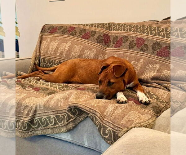 Medium Photo #19 Mutt Puppy For Sale in Canton, CT, USA