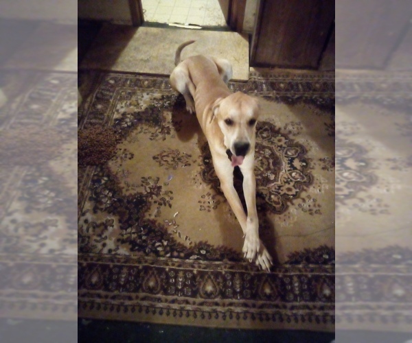 Medium Photo #1 Great Dane Puppy For Sale in SHELDON, IL, USA