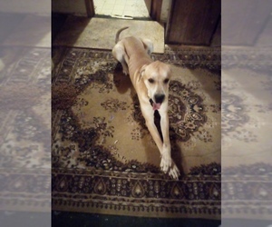 Father of the Great Dane puppies born on 10/29/2025