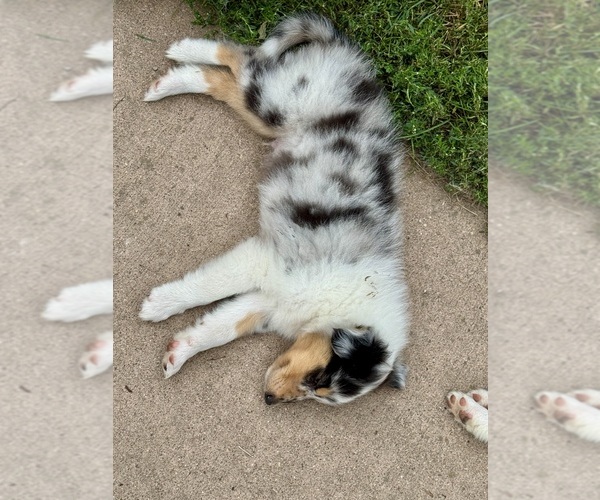 Medium Photo #3 Collie Puppy For Sale in DAZEY, ND, USA